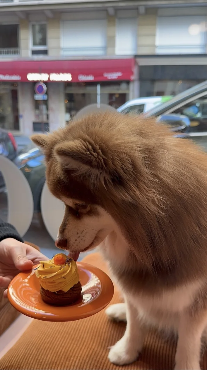 Umi dans une situation liée à cafés dog-friendly
