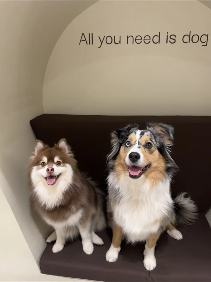 Umi et un autre chien dans un lieu dog-friendly