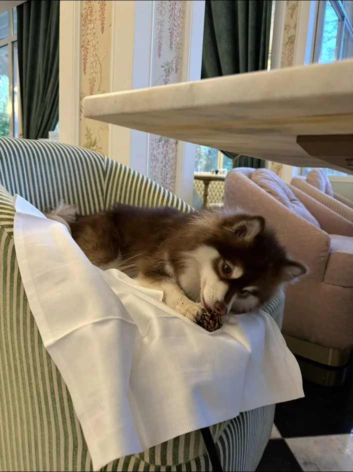 Umi dans une situation liée à hôtels dog-friendly