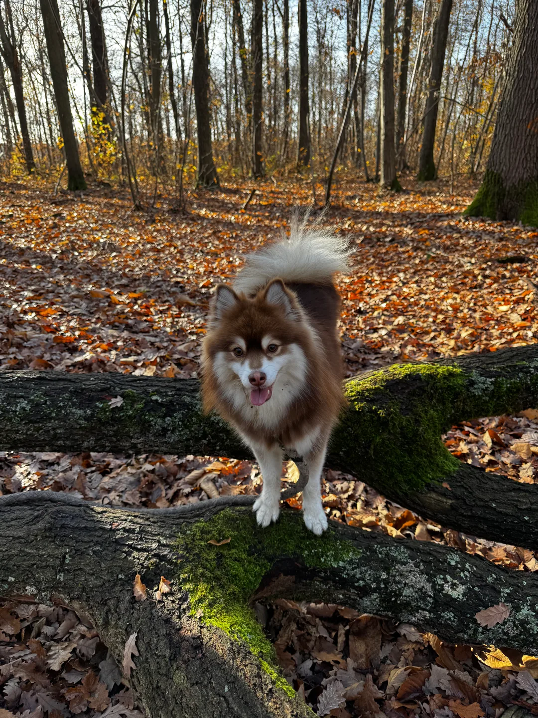 Umi en forêt, parmi les feuilles et les troncs couverts de mousse