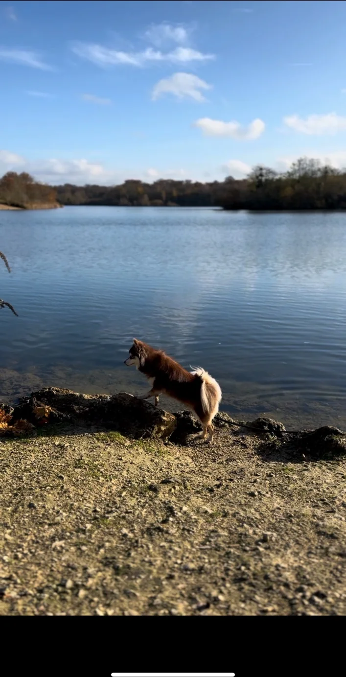 Umi dans une situation liée à plages avec son chien