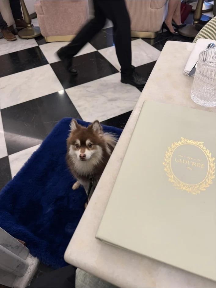 Umi dans une situation liée à restaurants dog-friendly