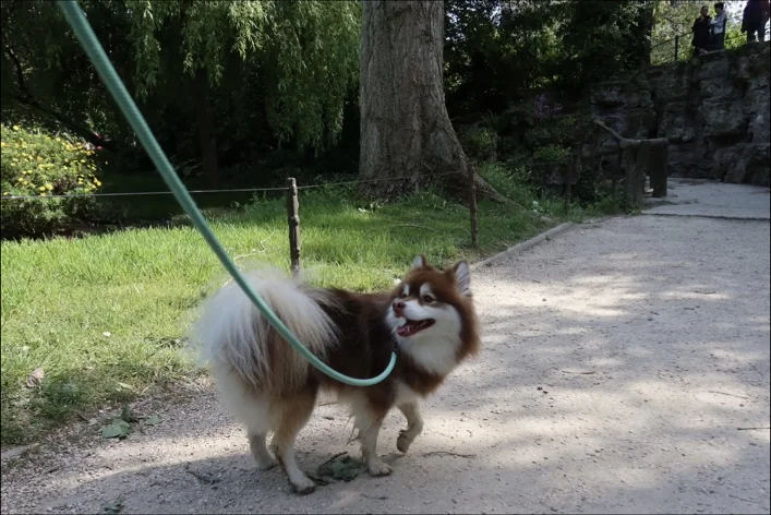 Umi en promenade