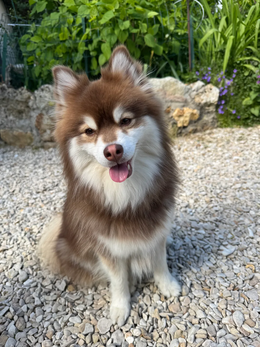 Umi, langue sortie, pendant une promenade au jardin
