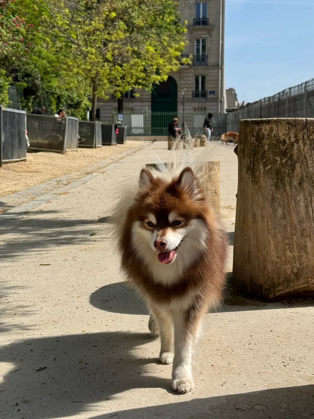 Umi s’avance vers nous pendant une promenade en ville